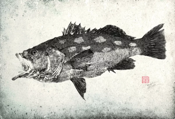 Calico Bass (Kelp Bass) Reproduction gyotaku