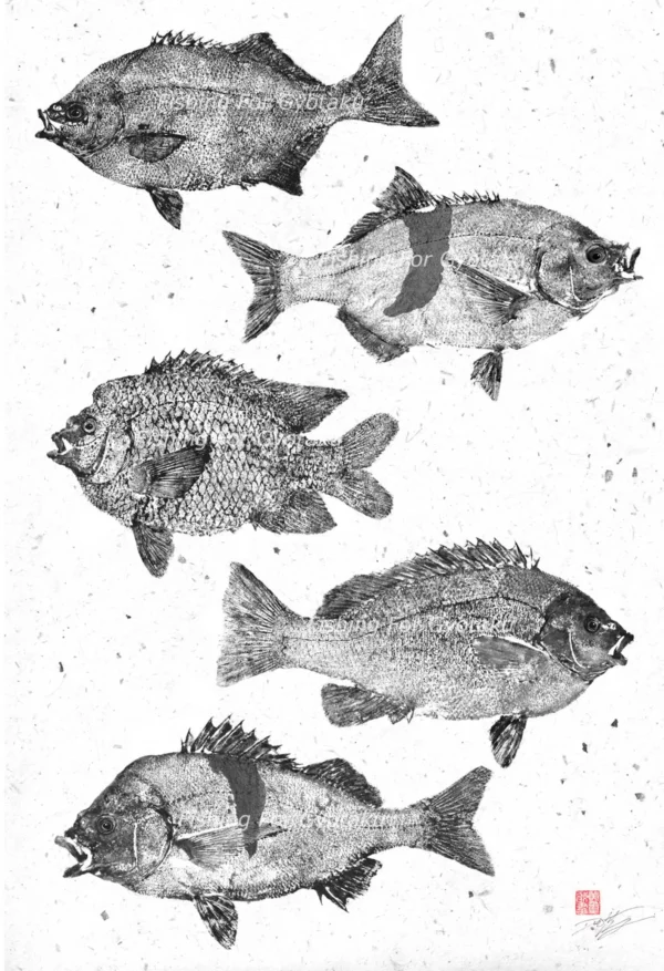 California / Baja / Mexico Rocky Inshore fish Compilation Reproduction gyotaku