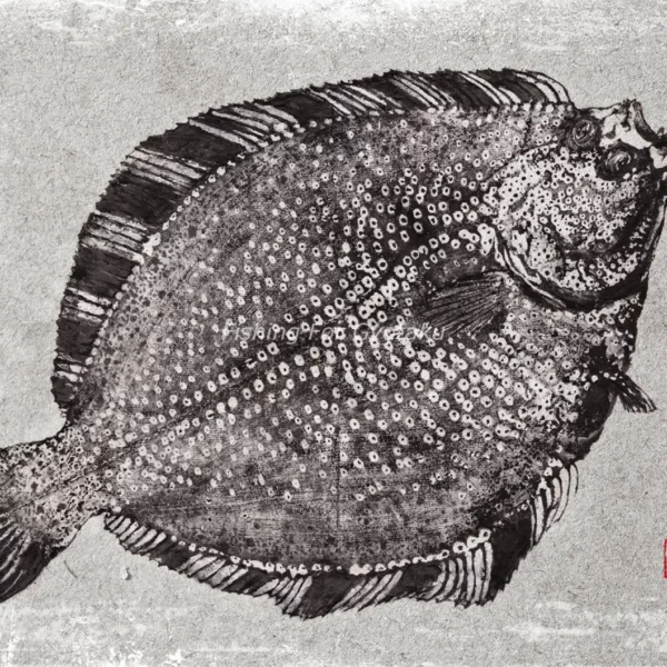 Starry Flounder (numa-garei) Fluke - Halibut Reproduction gyotaku