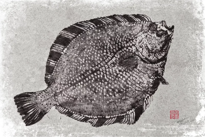 Starry Flounder (numa-garei) Fluke - Halibut Reproduction gyotaku