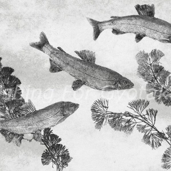 Japanese River Sweetfish "Ayu" Reproduction gyotaku
