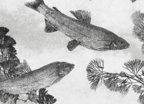 Japanese River Sweetfish "Ayu" Reproduction gyotaku