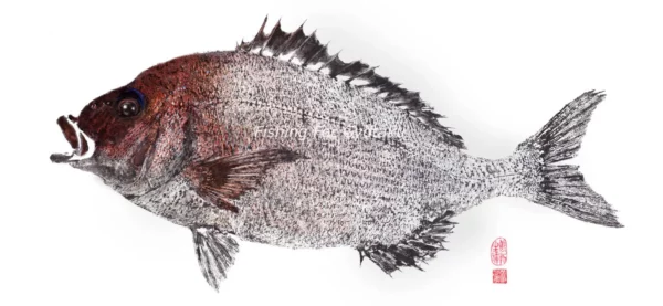 Red Sea Bream (Tai, Madai, or Shinkai Tai) Reproduction gyotaku