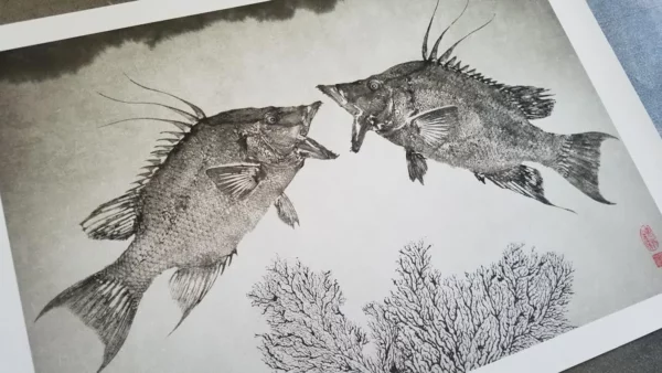 Hogfish Reproduction gyotaku