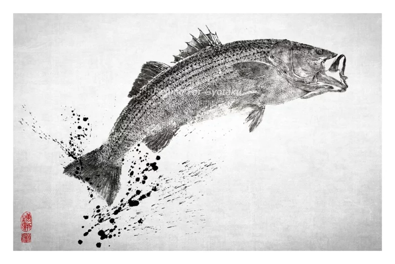 Striped Bass in 3/4 perspective with Ink Splash Reproduction gyotaku