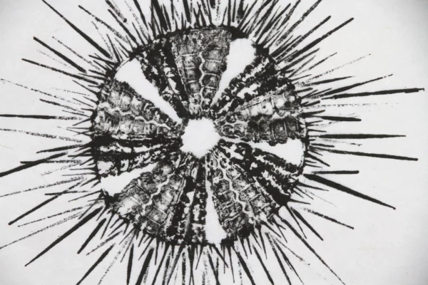 Sea Urchin "Uni" Reproduction gyotaku