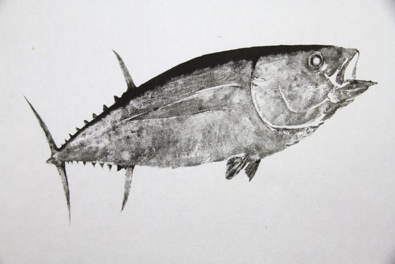Bluefin Tuna - Turning Tuna Reproduction gyotaku