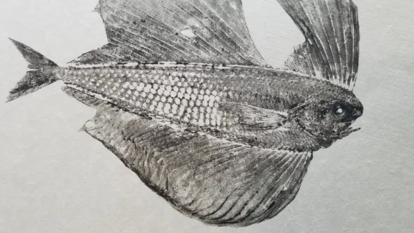 Spotted Fanfish Reproduction gyotaku