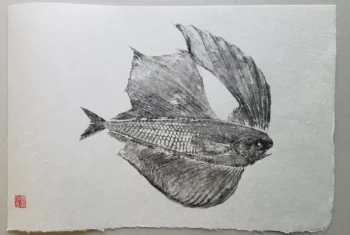 Spotted Fanfish Reproduction gyotaku