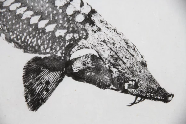 Japanese Sturgeon Reproduction gyotaku