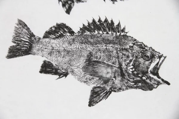 Rockfish West Pacific Reproduction gyotaku