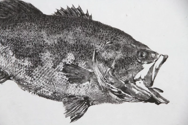 Black Bass or Largemouth Bass Reproduction gyotaku