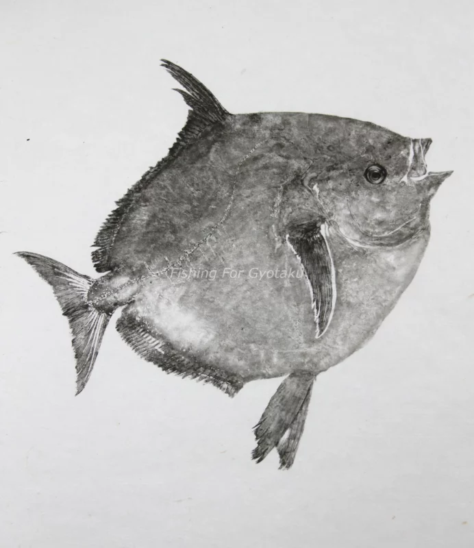 Moonfish "Akamanbo" Reproduction gyotaku
