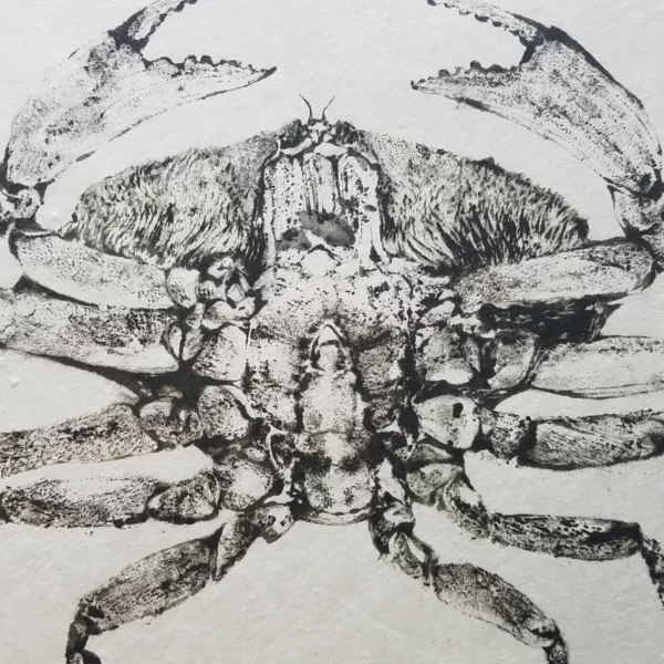 Dungeness crab Underside gyotaku