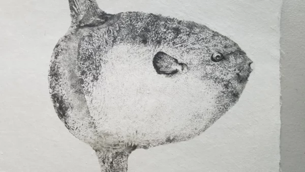 Ocean Sunfish or Mola Mola "Manbo" Reproduction gyotaku