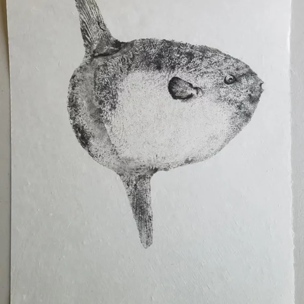 Ocean Sunfish or Mola Mola "Manbo" Reproduction gyotaku