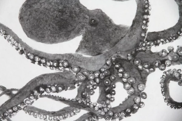 Crawling Octopus Reproduction