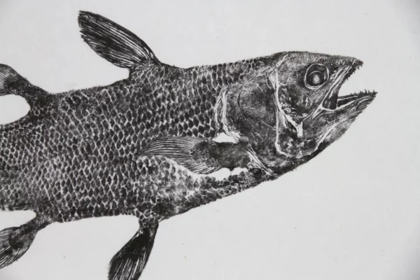 Coelacanth Reproduction gyotaku
