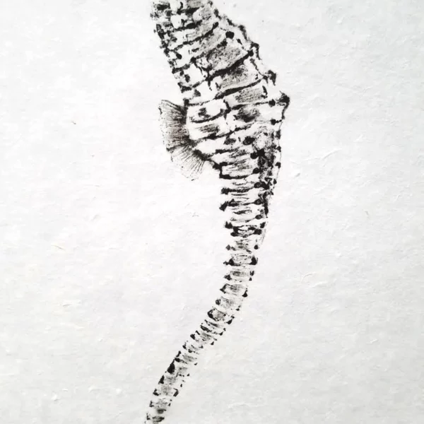 Seahorse "Royal Horseman" Reproduction gyotaku
