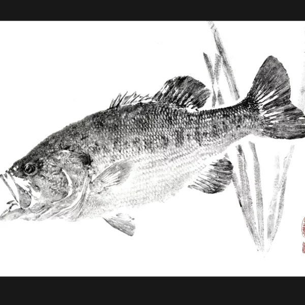 Black Largemouth Bass with Weeds Reproduction gyotaku