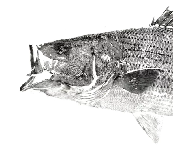 Black Sea Bass Reproduction gyotaku