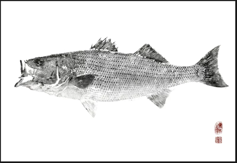 Black Sea Bass Reproduction gyotaku