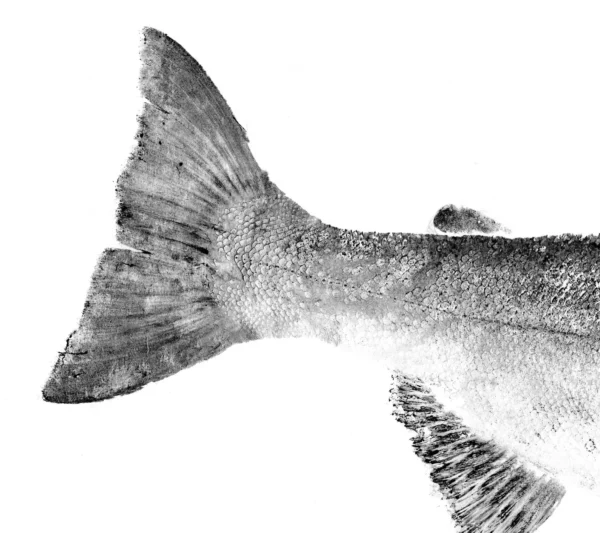Chinook King Salmon Reproduction gyotaku