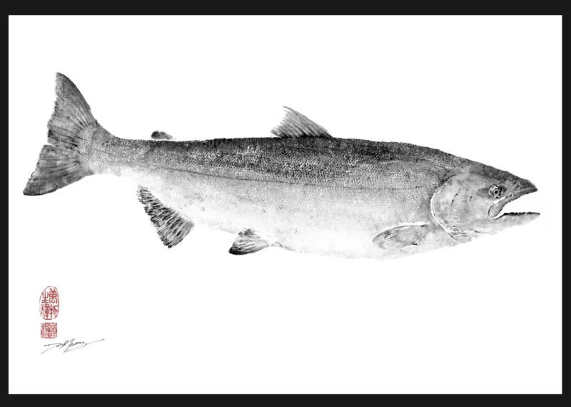Chinook King Salmon Reproduction gyotaku