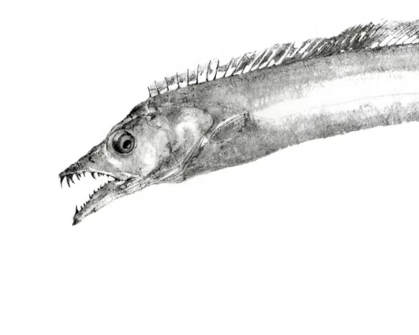 Cutlass Fish, Beltfish, Hairtail "Tachiuo" Reproduction gyotaku