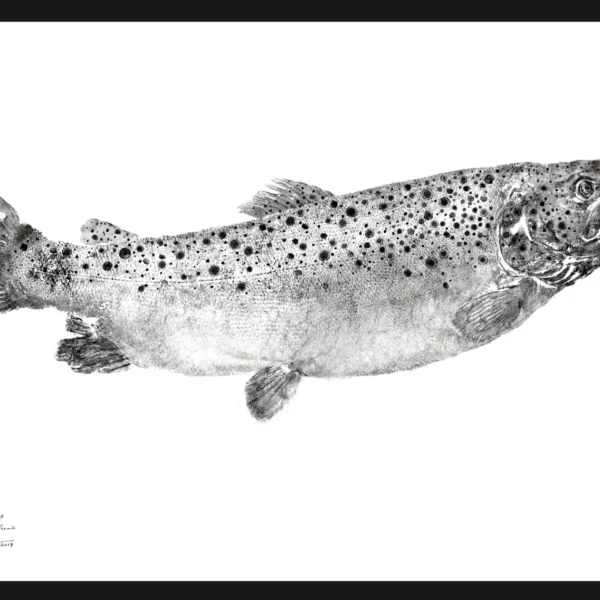 Brown Trout - Adult Buck Reproduction gyotaku