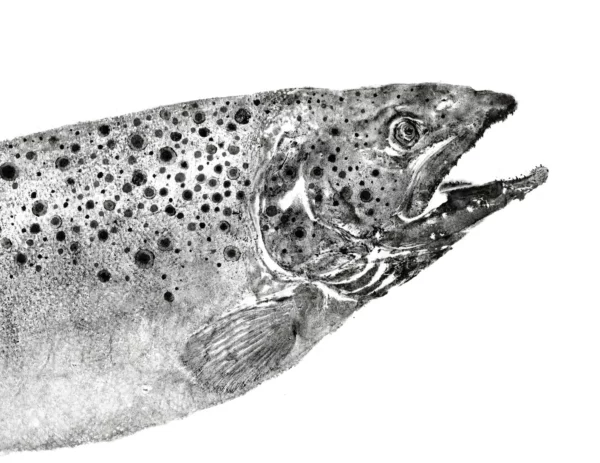 Brown Trout - Adult Buck Reproduction gyotaku