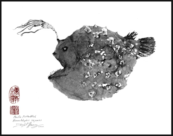 Anglerfish Pacific Football Fish Reproduction
