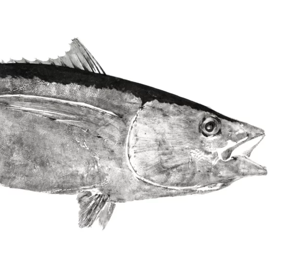 Ahi Tuna "Mebachi" Reproduction gyotaku