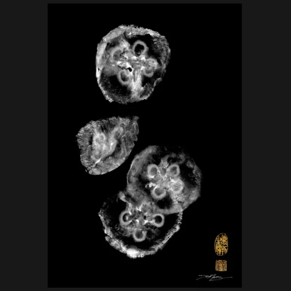 Moon Jellyfish Reproduction gyotaku