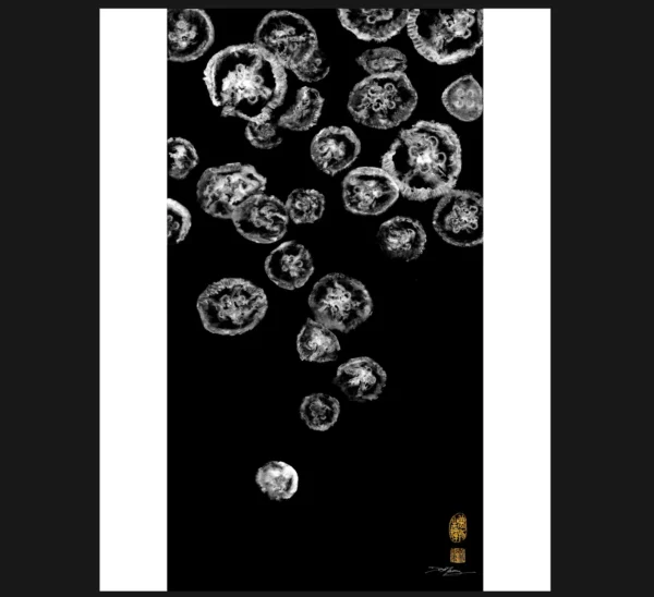 Moon Jellyfish Reproduction gyotaku