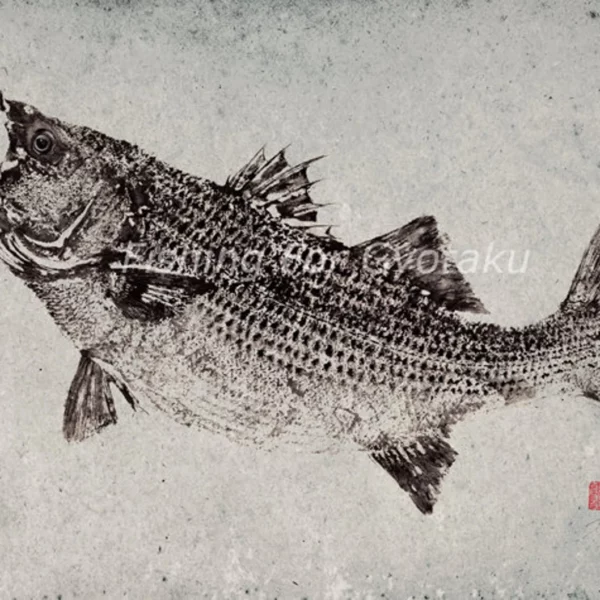 Striped Bass Reproduction gyotaku