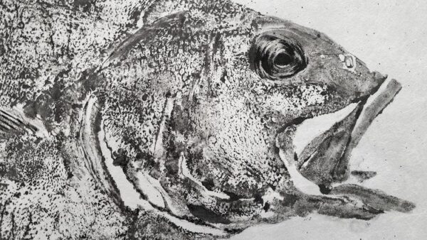 Juvenile Giant Sea Bass (Black Sea Bass) gyotaku