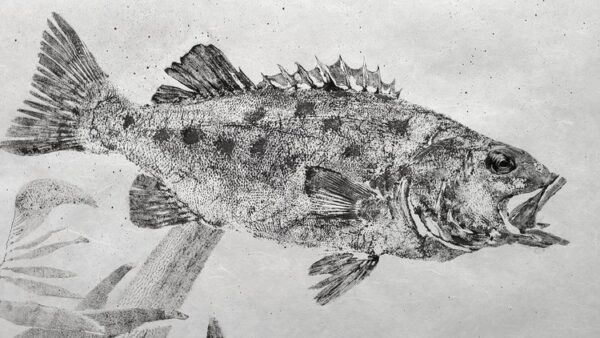 Juvenile Giant Sea Bass (Black Sea Bass) gyotaku