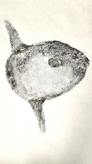 Mola Mola (Ocean Sunfish)