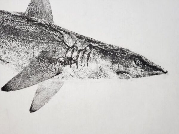 Blacktip Reef Shark 3 of 3 gyotaku