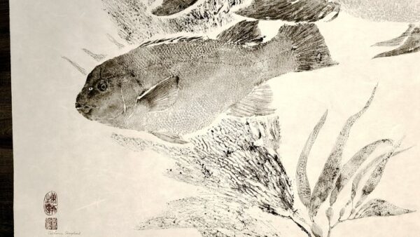 West Coast Sheephead - Male & Female amongst Giant Kelp gyotaku