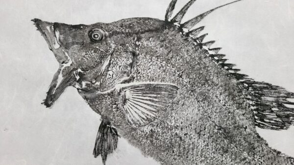 hogfish gyotaku