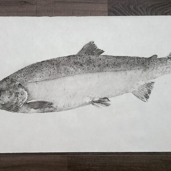 chinook Salmon gyotaku