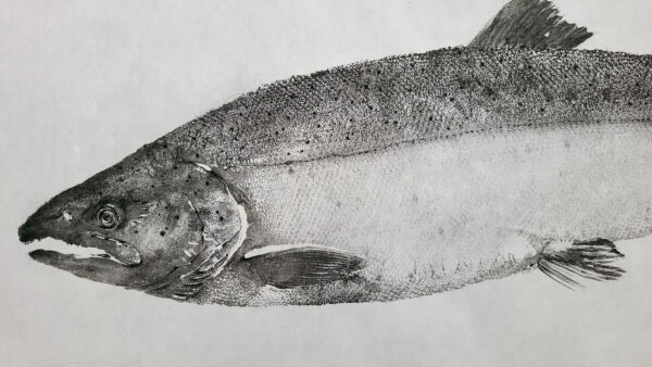 Chinook salmon gyotaku