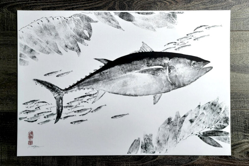 Bluefin Tuna Amongst Kelp & Anchovies
