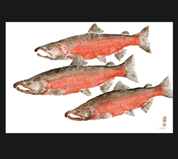 Three Coho Salmon