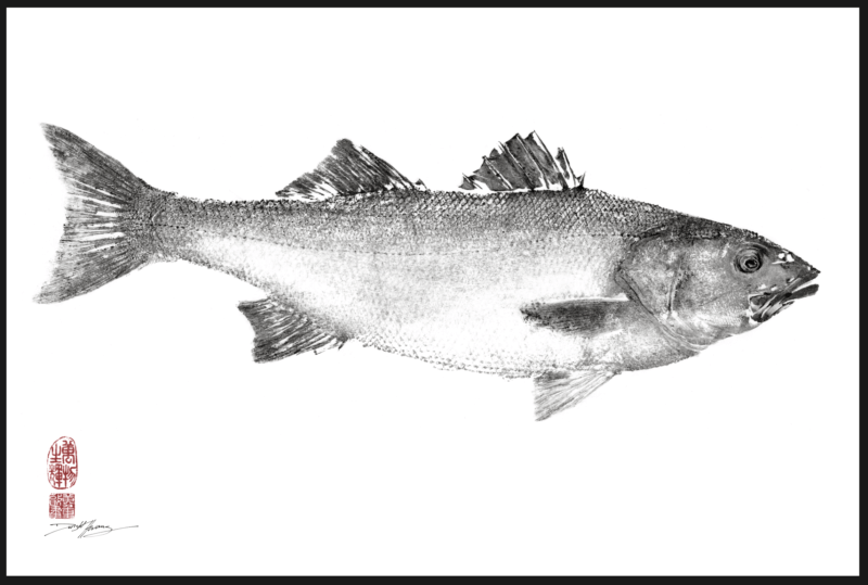 European Sea Bass