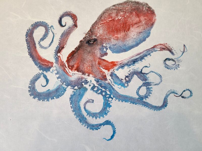 Small Color Octopus